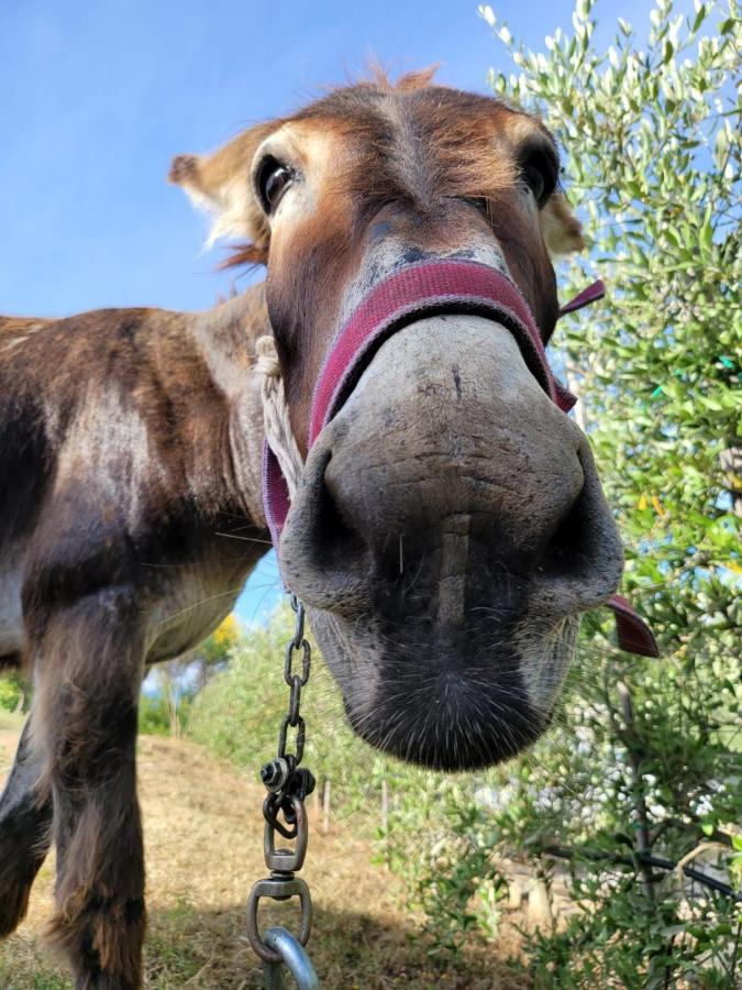 Agriturismo Le Faeta Arpino Dış mekan fotoğraf